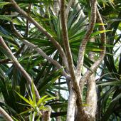 Stems weave in and out on a large dracaena marginata in the wild.