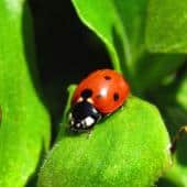 Ladybug in garden