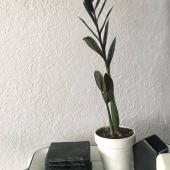 Zamioculcas zamiifolia raven ZZ plant with dark green, almost black leaves in a small white pot on a tray.