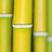 Bamboo stems close-up.