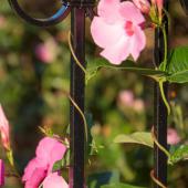 Pink mandevilla vine twining up a black wrought iron fence.