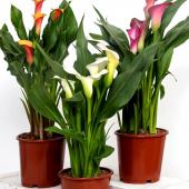 zantedeschia