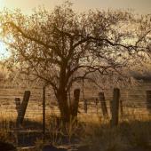 Olive tree and fence covered with frost at sunset.