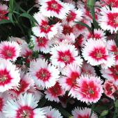 China pink flowers.