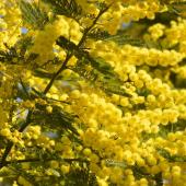Acacia dealbata in full bloom with yellow flowers