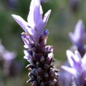 Flower blooming on French lavender