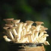 Oyster mushrooms growing.
