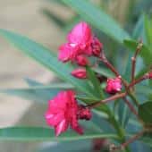Oleander, a lively summer shrub