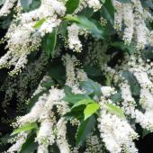 Blooming Portugal laurel, white panicles of flowers drooping from bright young green and deep brown older leaves.