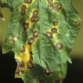 Spots of septoria infection on a tomato plant leaf.