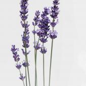 Stalks of lavender flowers with a white background.