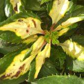 Stunted growth and spots on leaves reveal rotting fungus under sunpatiens.