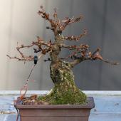 Berberis bonsai grown from stump of a larger shrub.