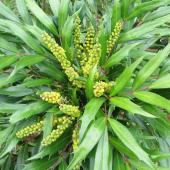 Leaves and young flowers of the Mahonia eurybracteata shrub