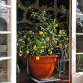 A potted lemon tree with fruits being wheeled out into the sun.