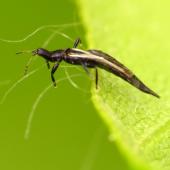 The different types of thrips include predators, pests, and recycler thrips