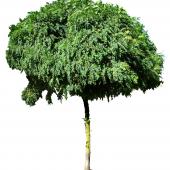 Delineated mophead acacia tree