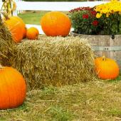 Bales of hay for mulch with pumpkin harvests