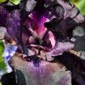 Black plants, here an iris, for the garden