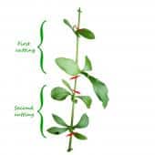 Diagramme showing how to cut plumbago cuttings