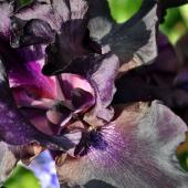 Black plants, here an iris, for the garden
