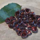 mahonia-berry-keeping