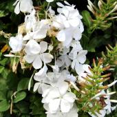 Blooming white Plumbago Escapade