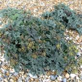 Clump of sea kale with gravel mulch.