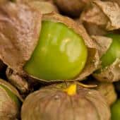 Green tomatillo fruits from growing the plant