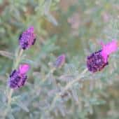 One of the lavender flower varieties