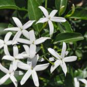 Jasminum officinale - common jasmine