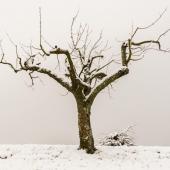 winter-pruning-pear-apple-trees