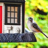 Bird with a feeder