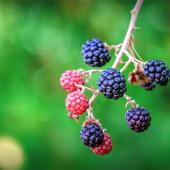 Blackberries ripening