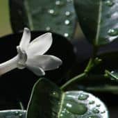 Stephanotis