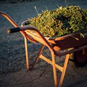 Lawn clippings to add to the compost