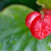 Classic begonia and modern begonia flowers