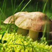 Mushrooms that grow in the garden are often dangerous, but some are edible