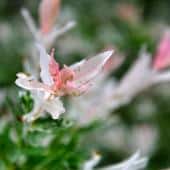 Salix with pink and white leaves