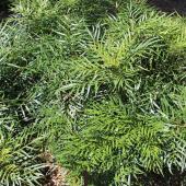 Mahonia eurybracteata pruning