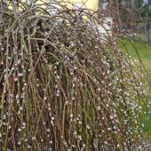 Salix caprea