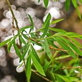 Large and small willows