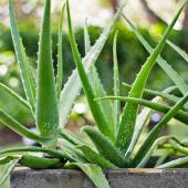 aloe vera