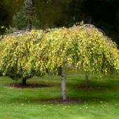 Dwarf weeping tree