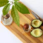 grow avocado from seed