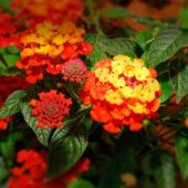 Lantana planting care