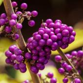 Callicarpa