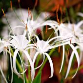 Spider lily