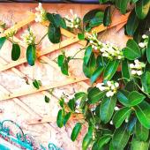 Training a stephanotis vine