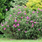 Cistus, rockrose